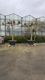 2 Dakplatanen, 2.2m hoog, stamomtrek 56cm, in pot, Tuin en Terras, Bloeit niet, Ophalen of Verzenden, 100 tot 250 cm, Dakboom