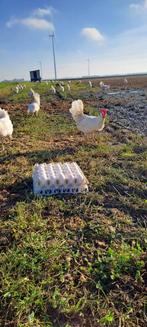 Biologische leghennen, Dieren en Toebehoren, Pluimvee, Vrouwelijk, Kip