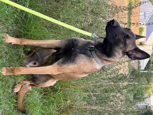 Mechelse herder reutje, Dieren en Toebehoren, Honden | Herdershonden en Veedrijvers, Reu, Herder, Particulier, Meerdere, Nederland