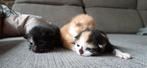 Kittens!!, Dieren en Toebehoren, Katten en Kittens | Overige Katten, Meerdere dieren