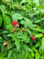 Rubus illecebrosus, aardbeiframboos in pot!, Tuin en Terras, Planten | Tuinplanten, Halfschaduw, Zomer, Vaste plant, Fruitplanten