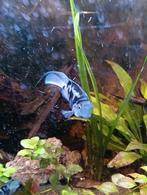 Polar blue parrot ciclides, Vis