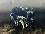 Enkele mooie stelletjes bonte schapen zwoegervrij arr-arr, Dieren en Toebehoren, Schapen, Geiten en Varkens, Vrouwelijk, Schaap