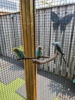 Te koop grasparkieten, Dieren en Toebehoren, Vogels | Parkieten en Papegaaien, Meerdere dieren, Parkiet