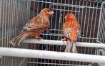 Rood agaat kanaries, Dieren en Toebehoren, Meerdere dieren, Kleurkanarie