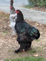 Prachtige brama hanen!, Dieren en Toebehoren, Pluimvee, Mannelijk, Kip