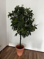 Kunstplant (incl. pot) - pachira aquatica (geldboom), Ophalen, Zo goed als nieuw
