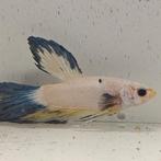 Betta splendens man 06, Dieren en Toebehoren, Vissen | Aquariumvissen, Vis