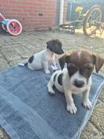 2 prachtige mannetjes jackrussel/boerenfox, Dieren en Toebehoren, Honden | Jack Russells en Terriërs, Jack Russell Terriër, Reu
