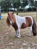 Gevraagd vos bonte pony merrie, Merrie