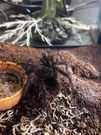 Theraphosa blondi vrouw, Spin of Schorpioen