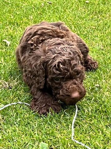 F4 labradoodle pups choco bruin beschikbaar voor biedingen