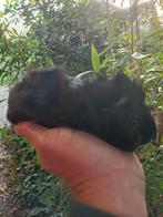 Jong cavia zeugje, Dieren en Toebehoren, Knaagdieren, September, Vrouwelijk, Cavia