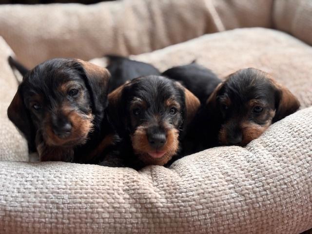 Ruwhaar dwerg teckel pups MET STAMBOOM , Dieren en Toebehoren, Honden | Teckels en Dashonden, Meerdere dieren, Ruwhaar, Dwerg