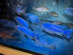 Malawi Fryeri, Dieren en Toebehoren, Vissen | Aquariumvissen, Vis