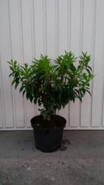 Portugese laurier prunus lustanica angustifolia, Vaste plant, Overige soorten, Ophalen, Bloeit niet
