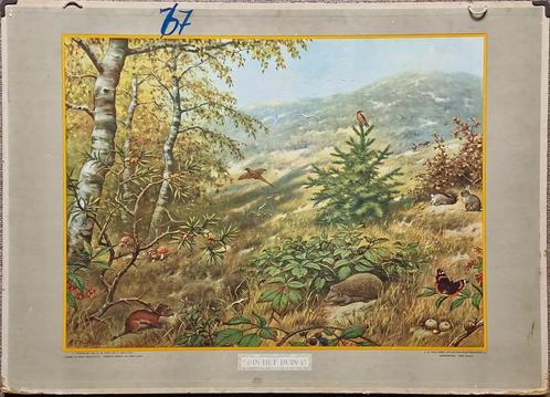 In het duin / M.A. Koekkoek, Antiek en Kunst, Antiek | Schoolplaten, Natuur en Biologie, Ophalen