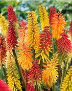 Vuurpijl planten, Ophalen, Zomer, Overige soorten