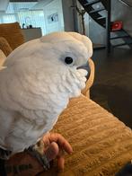 Witkuif kaketoe, Mannelijk, Papegaai, Tam