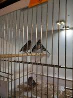 Zwart rood mozaïek koppels 3x, Dieren en Toebehoren, Vogels | Kanaries, Meerdere dieren, Kleurkanarie