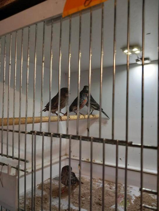 Zwart rood mozaïek koppels 3x, Dieren en Toebehoren, Vogels | Kanaries, Kleurkanarie, Meerdere dieren