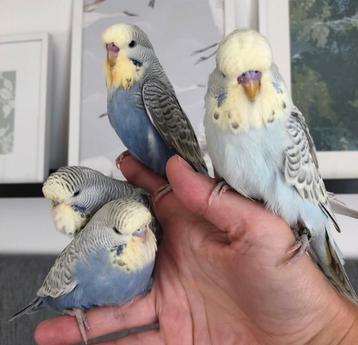 XL parkieten in diverse kleuren beschikbaar voor biedingen