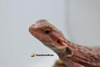 verschillende baardagamen, Dieren en Toebehoren, Reptielen en Amfibieën, Hagedis, 0 tot 2 jaar