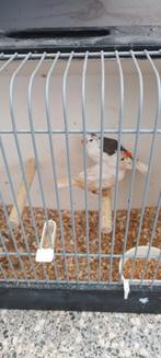 Koppel zebravinken, Dieren en Toebehoren, Meerdere dieren, Kleurkanarie