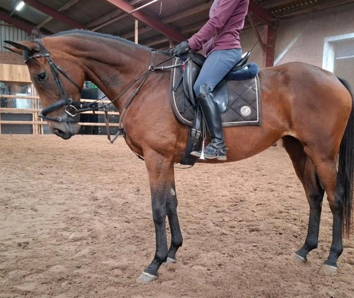 Superbraaf 7 jr familie-recreatie-manege paard 1,65, Dieren en Toebehoren, Paarden, Merrie, L, 160 tot 165 cm, 7 tot 10 jaar, Recreatiepaard
