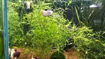 Guppy gras - Najas guadalupensis beschikbaar voor biedingen