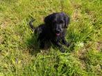 Mooie pups kruising Goldendoodle/Labrador, Dieren en Toebehoren, Honden | Retrievers, Spaniëls en Waterhonden, Overige rassen