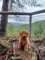 Mini australien labradoodle pups, Overige rassen, 8 tot 15 weken, CDV (hondenziekte), Meerdere