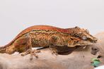 Rhacodactylus auriculatus, Dieren en Toebehoren, Slang
