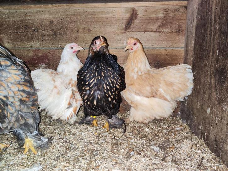 Cochin kriel hennen, Dieren en Toebehoren, Pluimvee