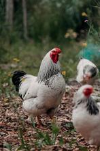 Joost: Stoere Wyandotte haan zoekt hennetjes, Dieren en Toebehoren, Mannelijk, Kip
