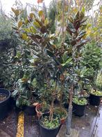 Magnolia grandiflora  little jen 3x en nantes 3 x hoog 150cm, Tuin en Terras, Planten | Tuinplanten, Vaste plant, Halfschaduw