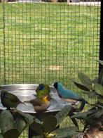 Drie kleuren papagaai amadines 7 x, Meerdere dieren, Tropenvogel