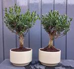4 Buxus Sempervirens Bonsai, In pot, Minder dan 100 cm, Bonsai, Groene kamerplant
