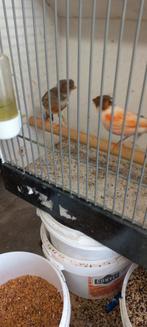 Koppel  harlekijnen, Dieren en Toebehoren, Vogels | Kanaries, Meerdere dieren, Postuurkanarie