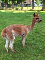 5 jarige alpaca merrie, Dieren en Toebehoren, Mei, Vrouwelijk