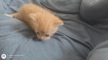 Rode kater  beschikbaar voor biedingen