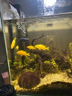 Malawi cicliden te koop, Dieren en Toebehoren, Vissen | Aquaria en Toebehoren, Ophalen of Verzenden