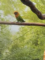 Jonge agapornis, Dieren en Toebehoren, Vogels | Overige Vogels, Geslacht onbekend