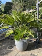 Waaierpalm, Volle zon, Vaste plant, Bloeit niet, Ophalen