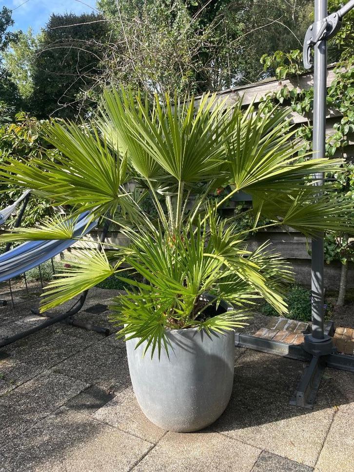 Waaierpalm, Tuin en Terras, Planten | Tuinplanten, Vaste plant, Overige soorten, Volle zon, Bloeit niet, Ophalen