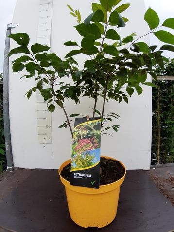 BIJENBOOM, Tetradium daniellii, Euodia Vanaf € 13.50 p.st. beschikbaar voor biedingen