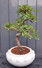 Bonsai Ulmus Parvifolia- Chinese Iep- 32 cm Hoog gr., Huis en Inrichting, Kamerplanten, Ophalen of Verzenden, In pot, Minder dan 100 cm