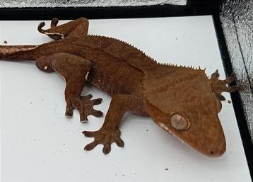 Wimpergekko mannetje van 2023 beschikbaar voor biedingen