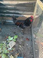 Zwarte Haan te koop Black Copper Marans, Dieren en Toebehoren, Pluimvee, Mannelijk, Kip