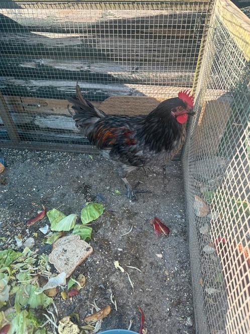 Zwarte Haan te koop Black Copper Marans, Dieren en Toebehoren, Pluimvee, Kip, Mannelijk